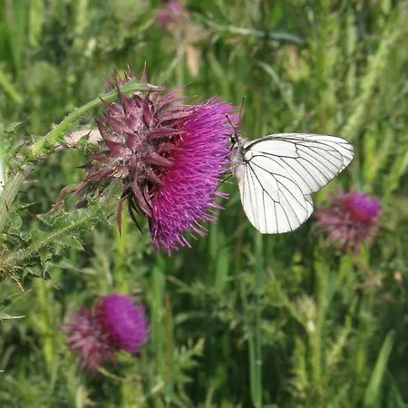 Dom wakacyjny La Roche Peregrine *